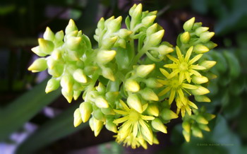 Flower Buds