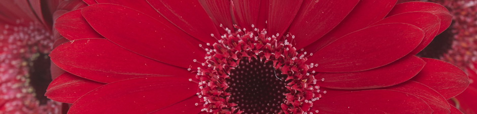 IFD_Flower_Trends_VibrantVibe_RosaFlora_PoshGerberaDaisy940