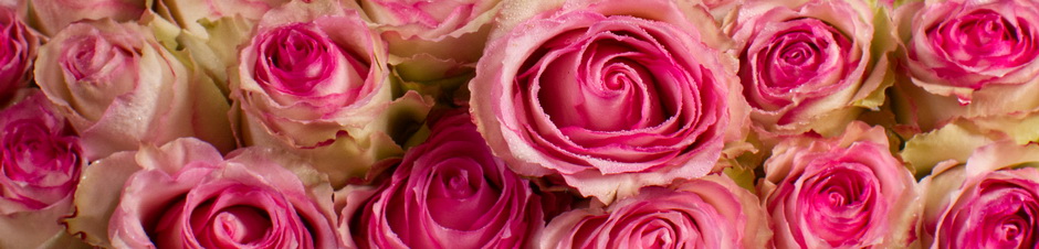 PinkWhiteRoseBannerAP